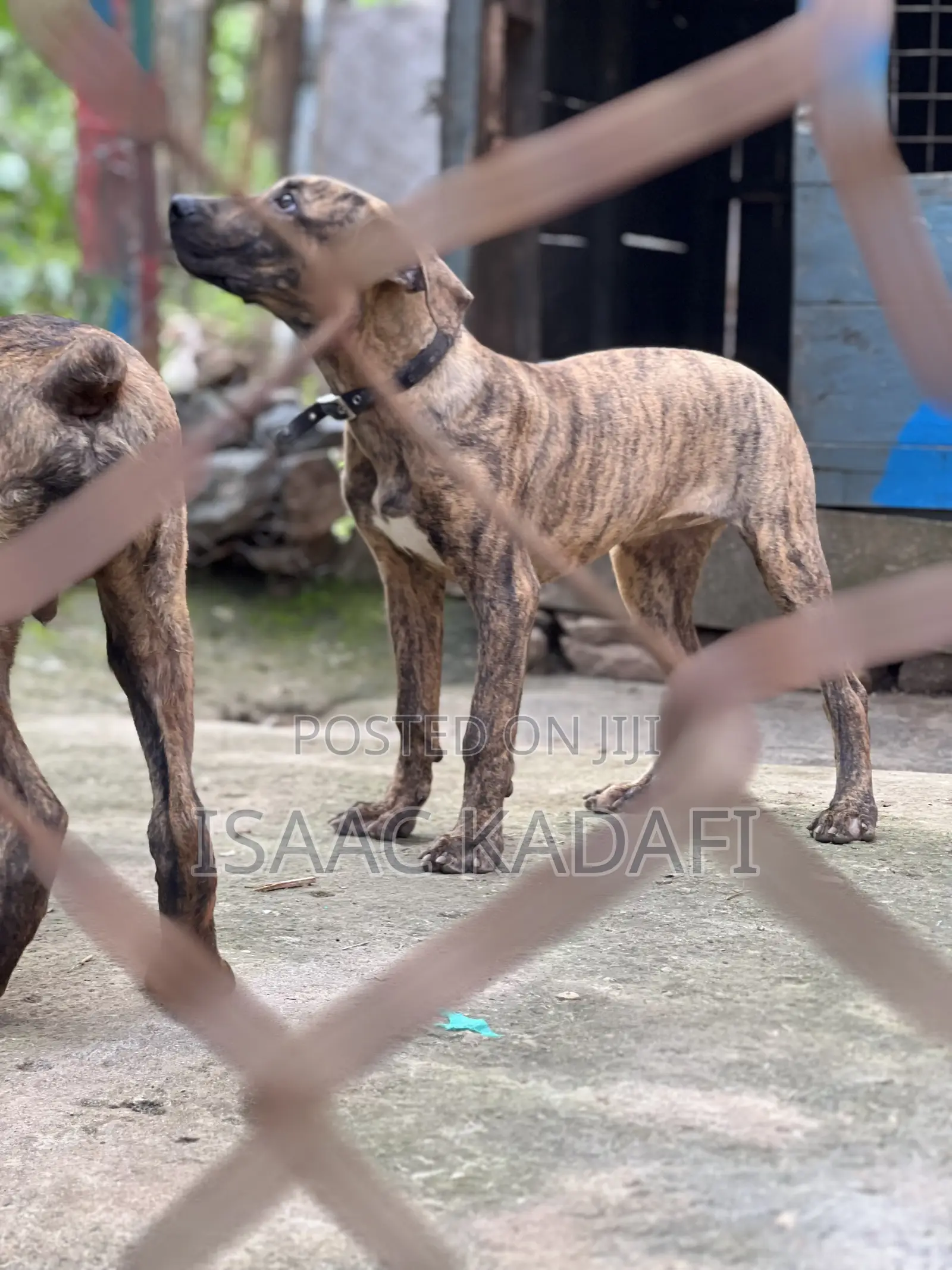 3-6 months Male Purebred Boerboel