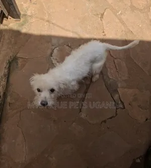 1+ year Female Purebred Maltese