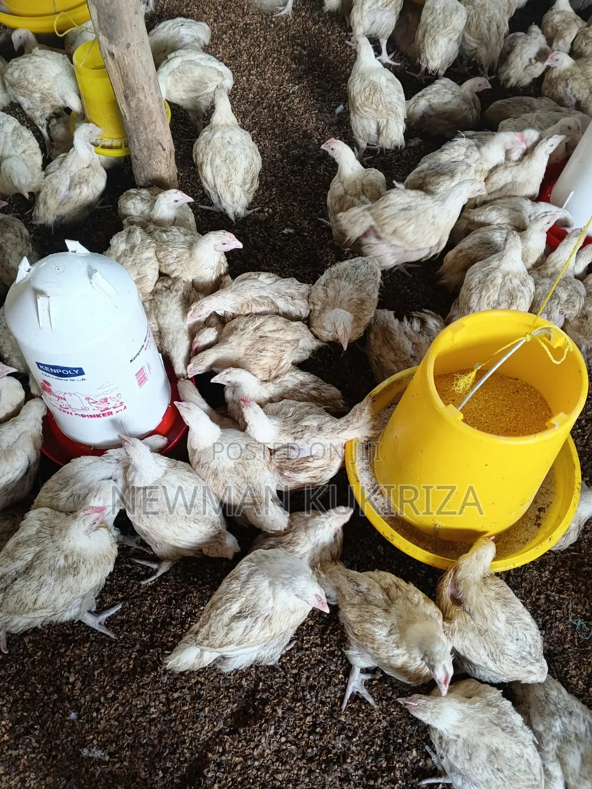 Selling Broiler Chickens