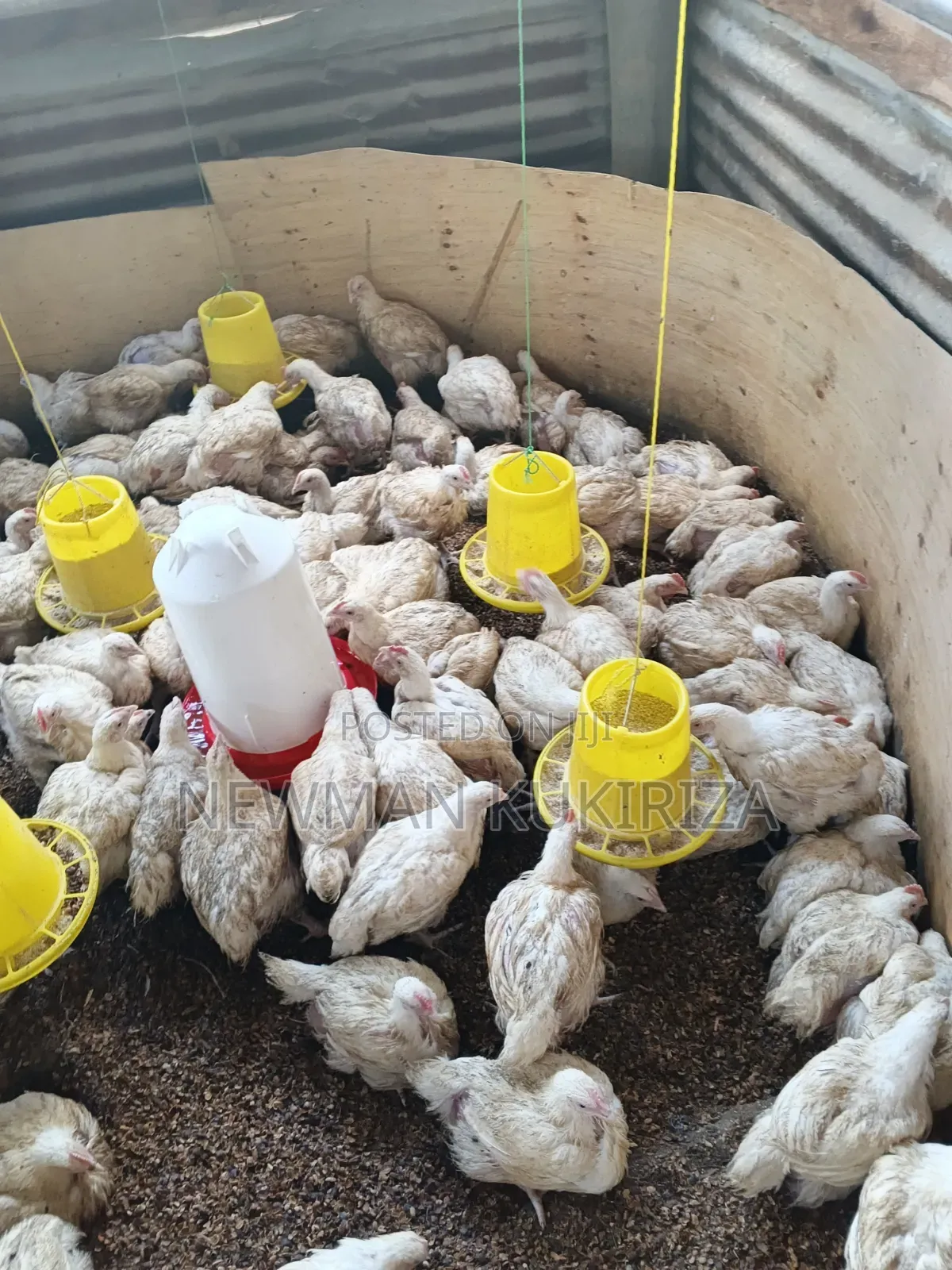 Selling Broiler Chickens