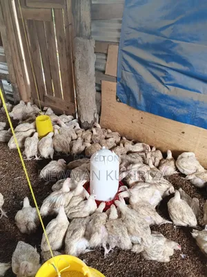 Selling Broiler Chickens