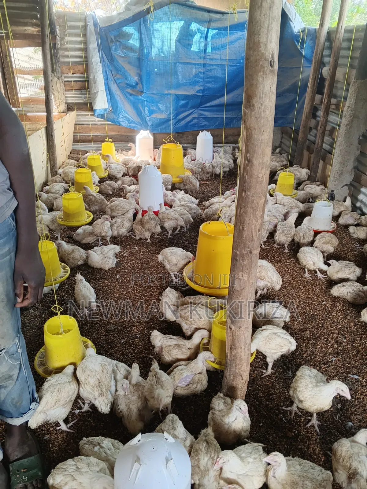 Selling Broiler Chickens