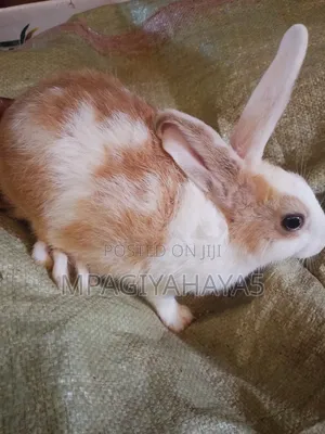 Yahaya Rabbits Uganda