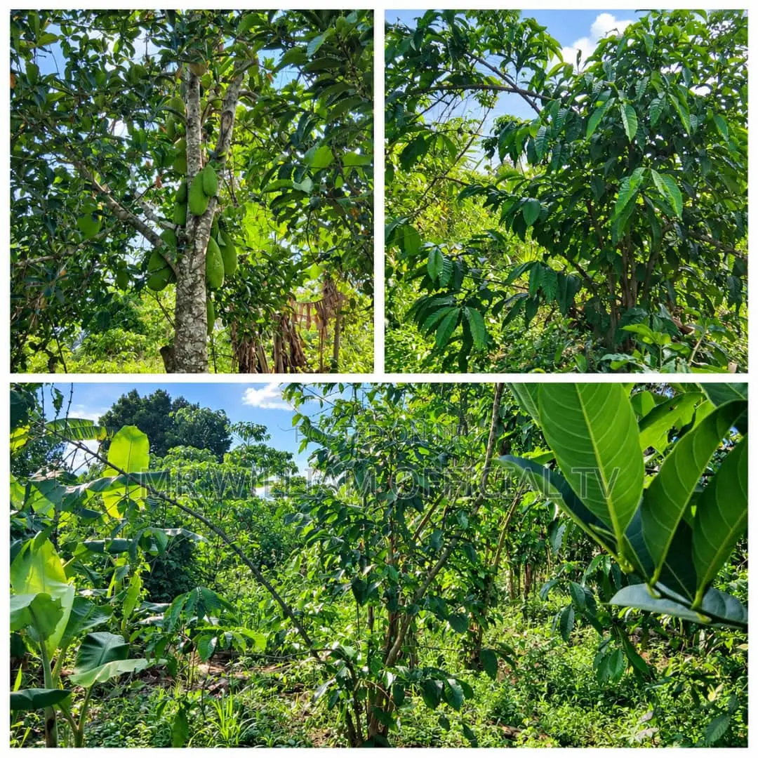 Land for Sale 40 Acres Each at 9 Millions