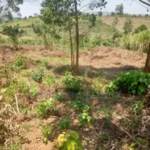 Land for Sale 40 Acres Each at 9 Millions