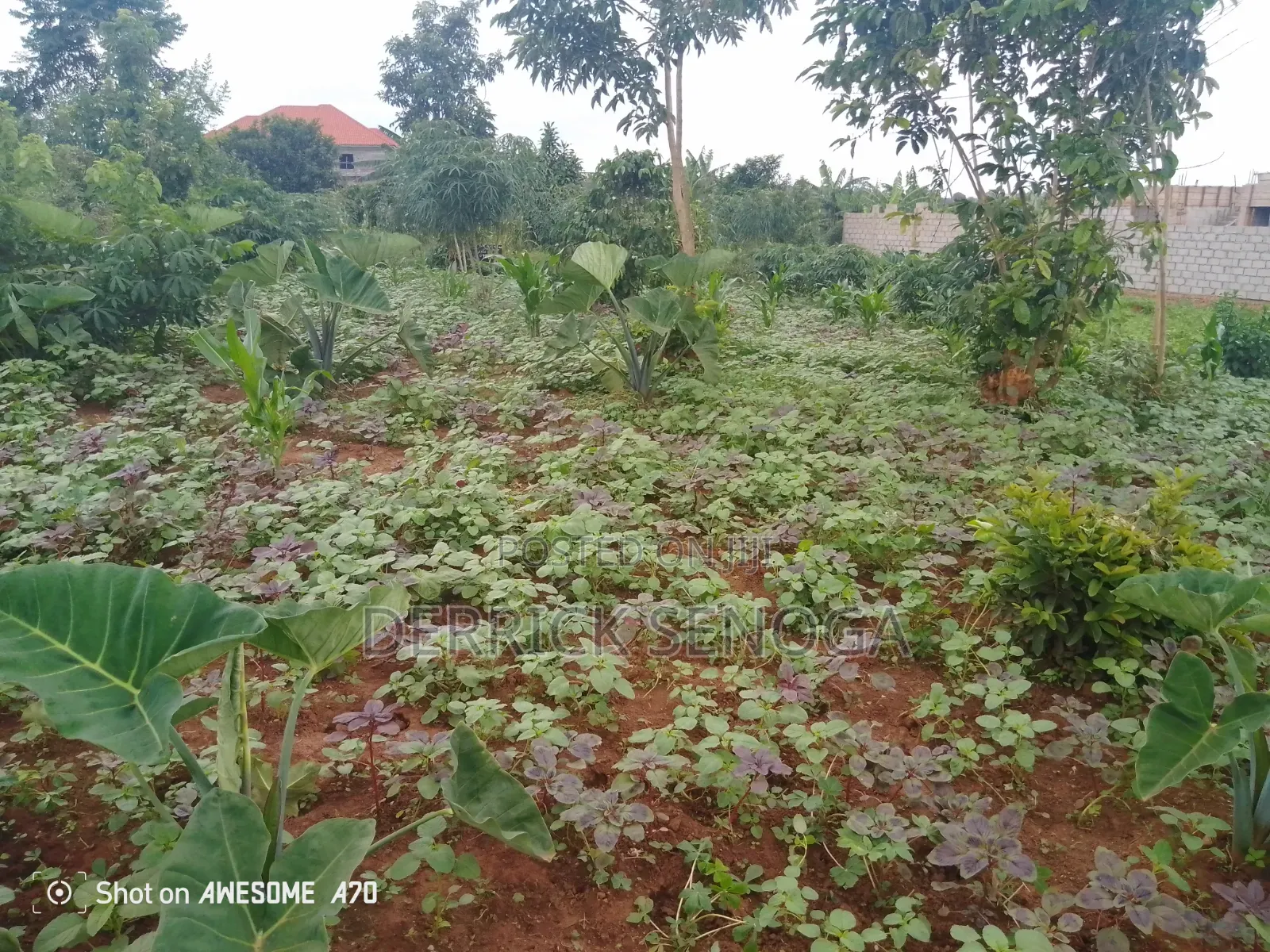 Land for Sale 50*100