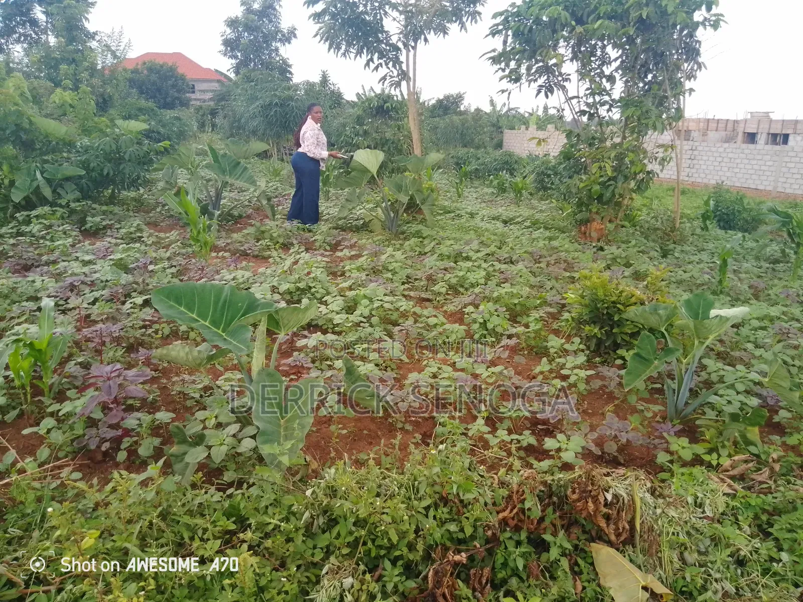 Land for Sale 50*100
