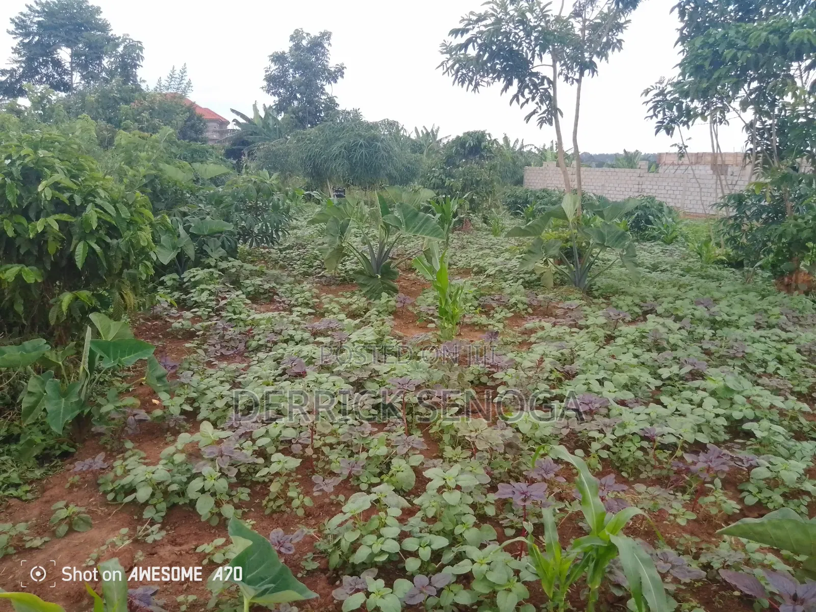 Land for Sale 50*100