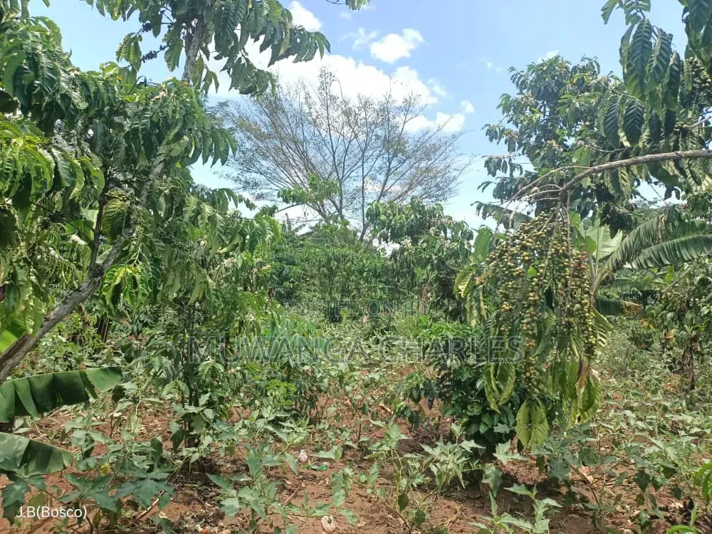 Land on Sale at Luwero Namawojja