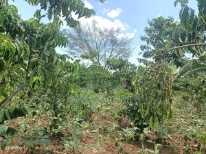 Land on Sale at Luwero Namawojja