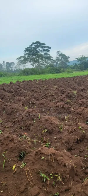 Mukono Nkokonjeru Ssi 5acres of Land on Sale 20m Each Titled