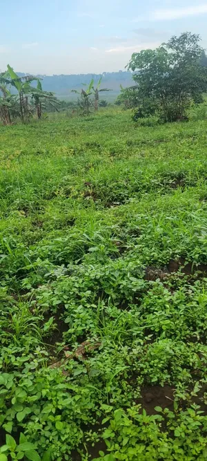 Mukono Nkokonjeru Ssi 5acres of Land on Sale 20m Each Titled