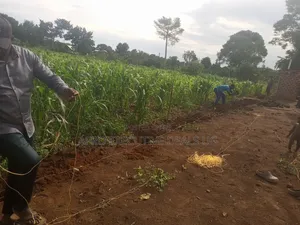 Private Milo Land at Nakasongola