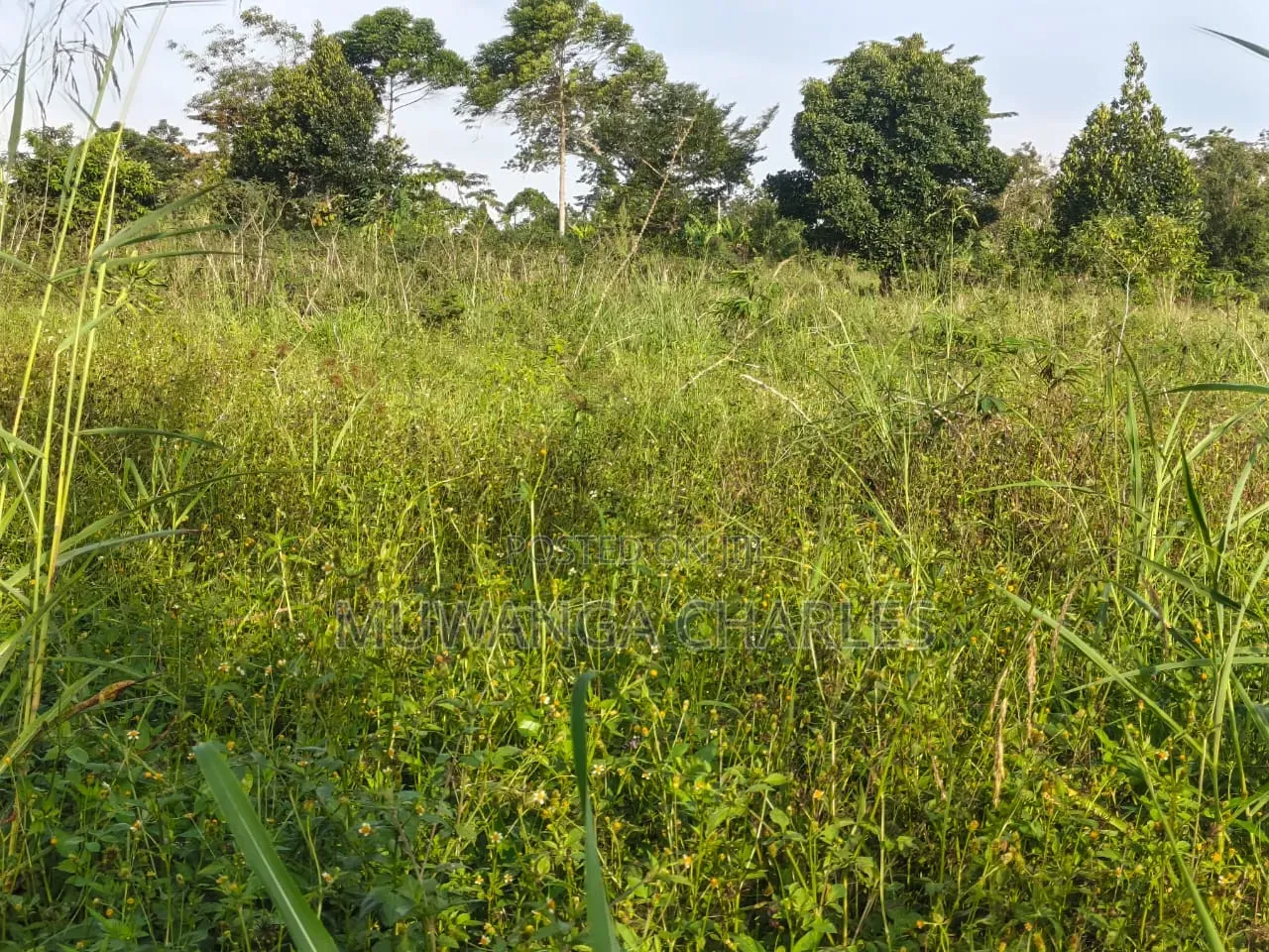Land on Sale at Luwero Katumu