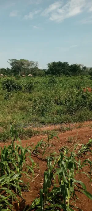 15acres on Sale at Luwero Kamira