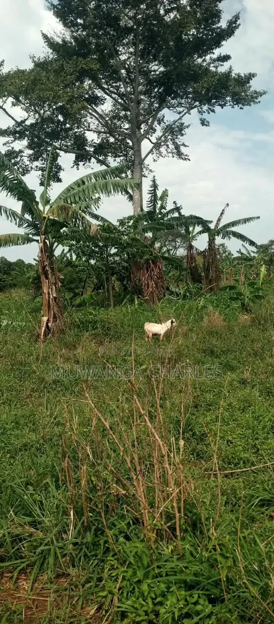 15acres on Sale at Luwero Kamira