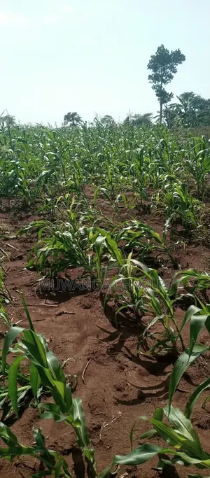 Land on Sale at Bugema Kalungu
