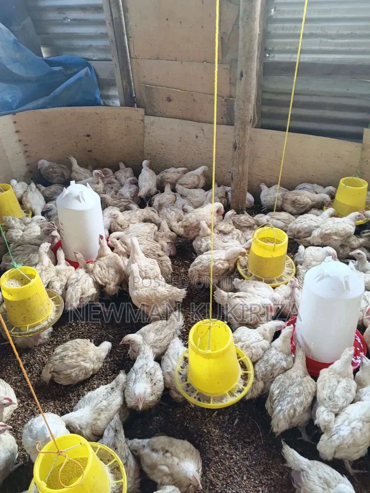 Selling Broiler Chickens