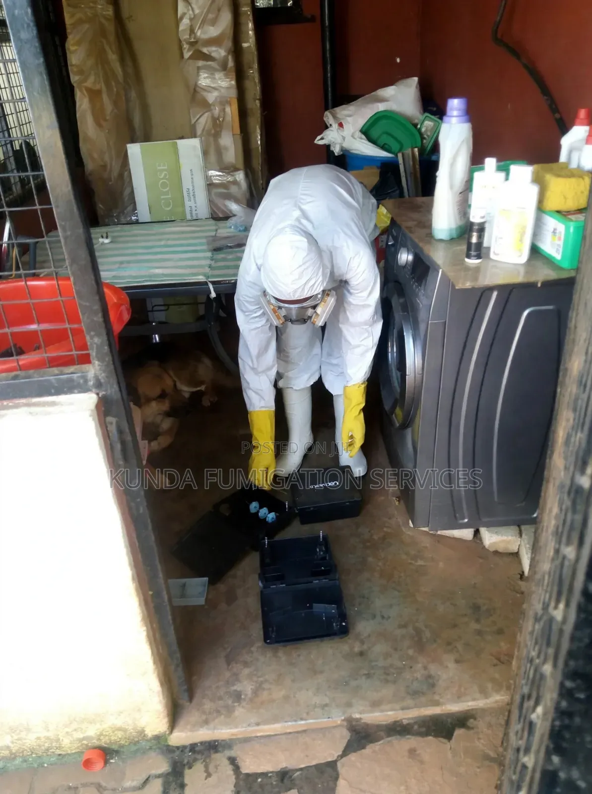Rat Fumigation (Effective)