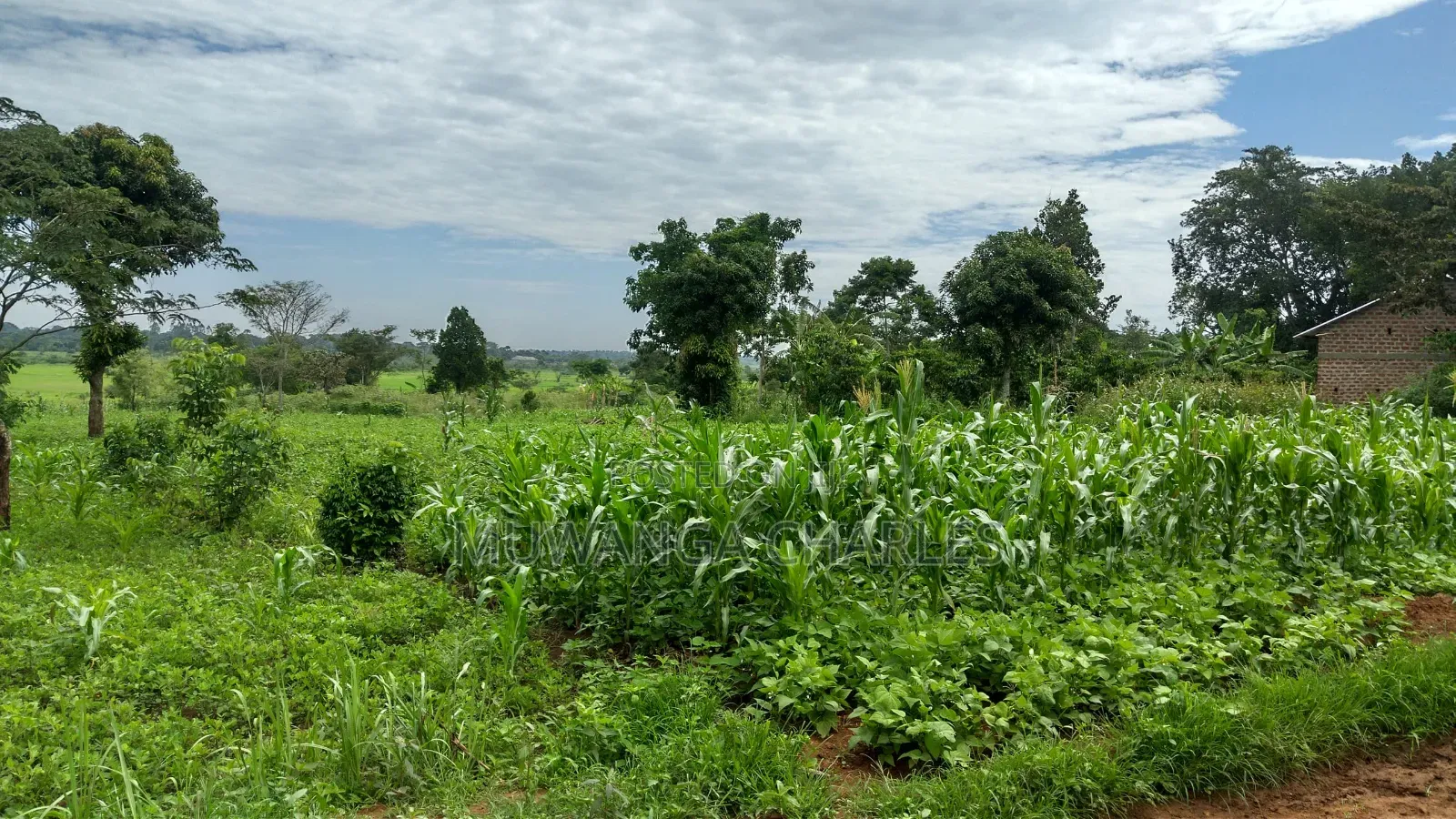 Plots on Sale at Matugga Kitungwa