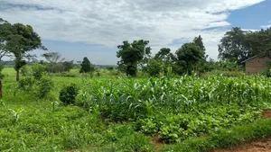 Plots on Sale at Matugga Kitungwa