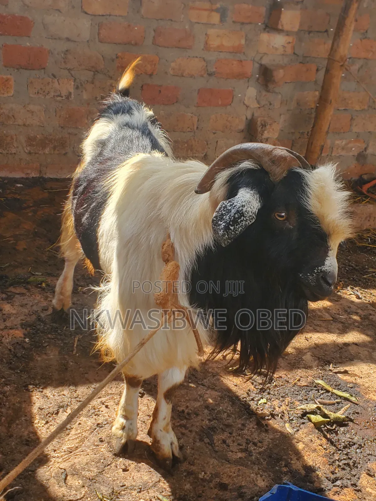Kashmiri Long Haired Goat