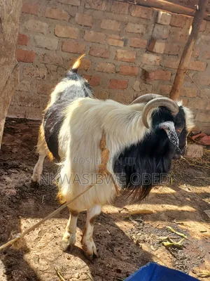 Kashmiri Long Haired Goat