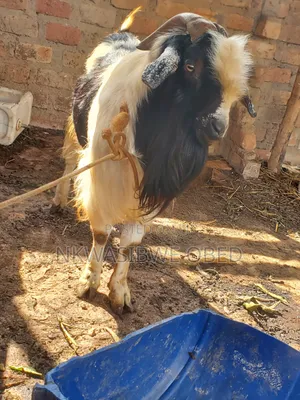 Kashmiri Long Haired Goat