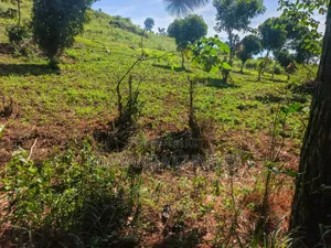 Land on Sale at Busula Bombo Road