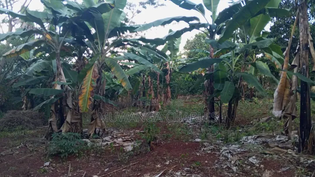 Land on Sale at Matugga Semuto