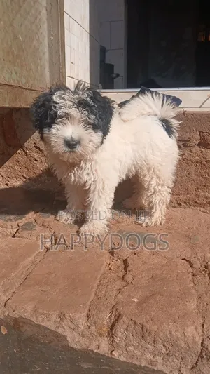 1-3 months Male Purebred Maltese