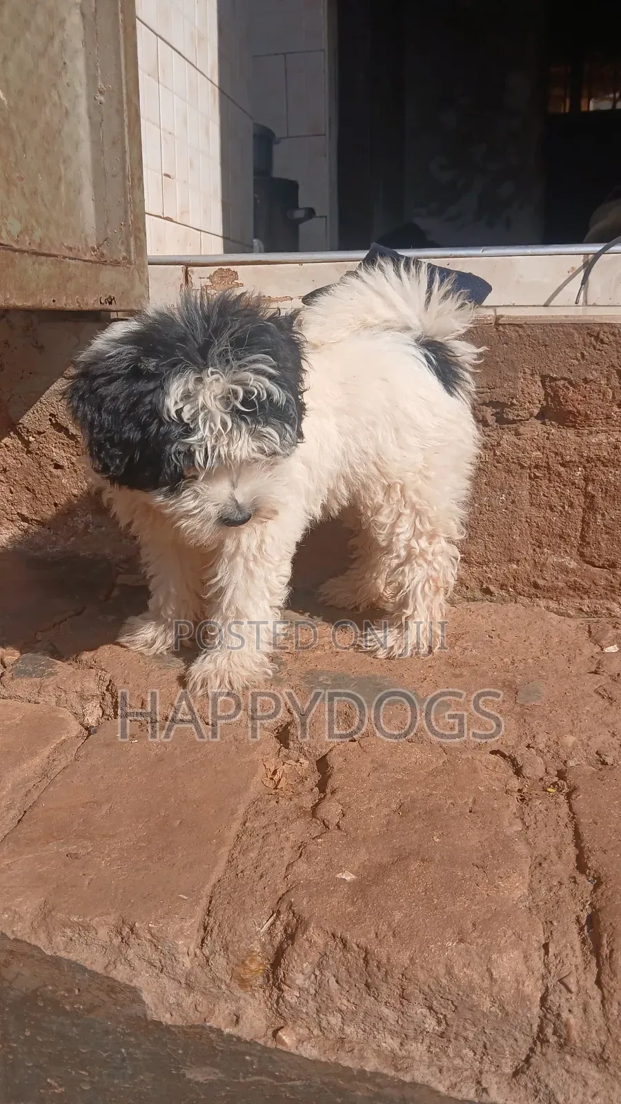 1-3 months Male Purebred Maltese