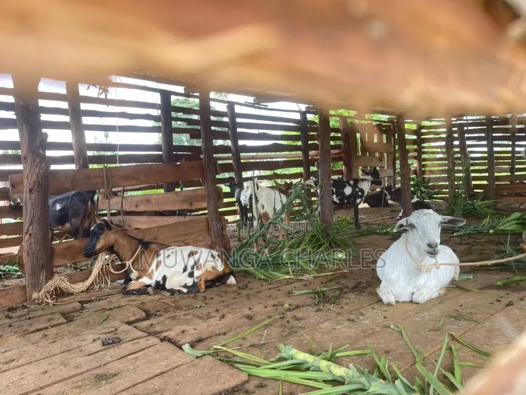 2.5acres on Sale at Matugga Kapeeka