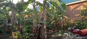 Grab a Titled Ready 50x100ft Plot