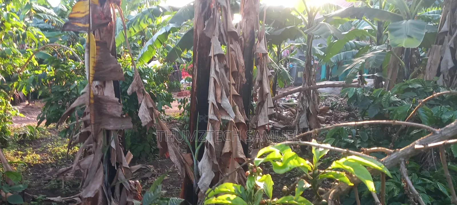 Grab a Titled Ready 50x100ft Plot