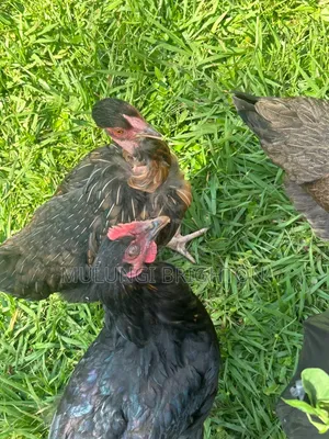 Bold Head Chicken
