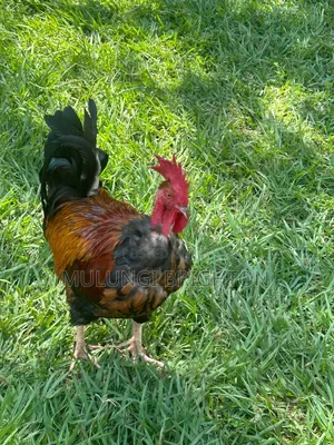 Bold Head Chicken