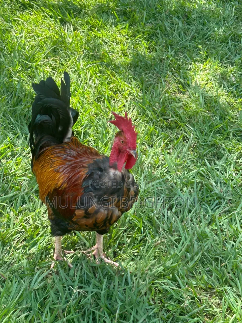 Bold Head Chicken