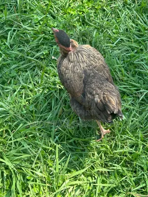 Bold Head Chicken