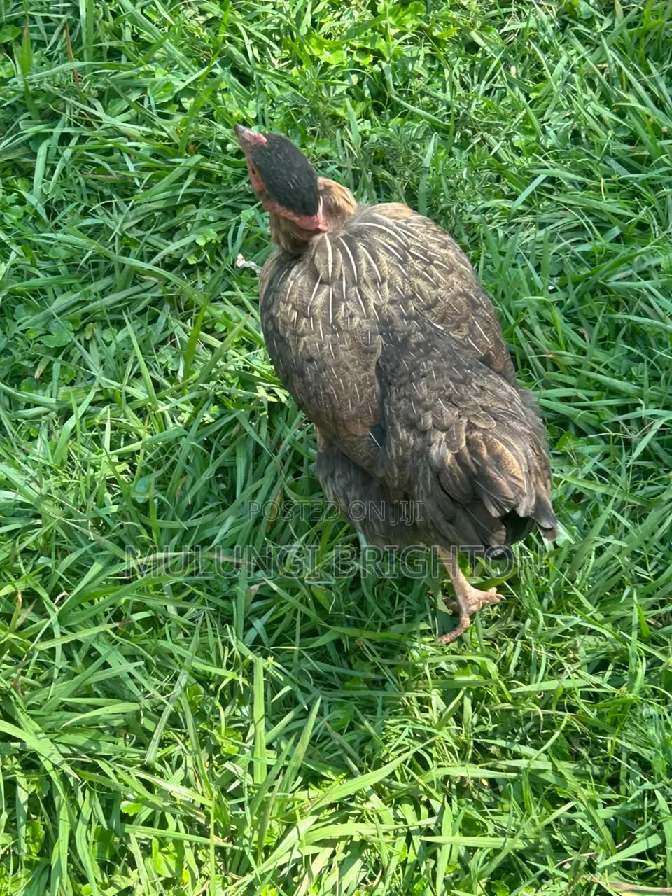 Bold Head Chicken