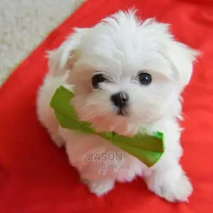 White Quality Maltese Puppies