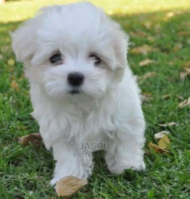 White Quality Maltese Puppies
