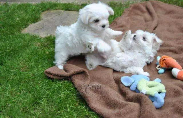 White Quality Maltese Puppies