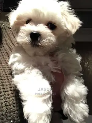 White Quality Maltese Puppies