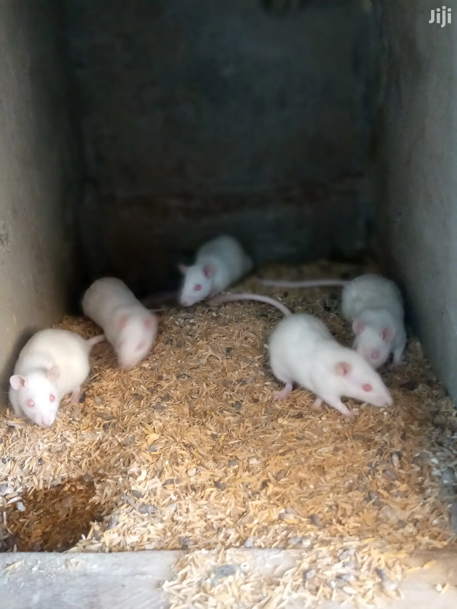 Rats Available