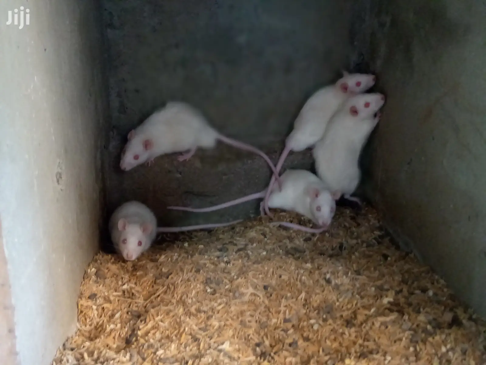 Rats Available