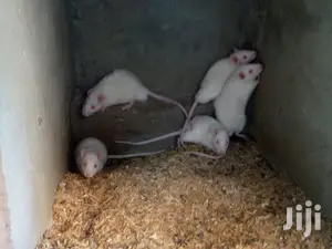 Rats Available