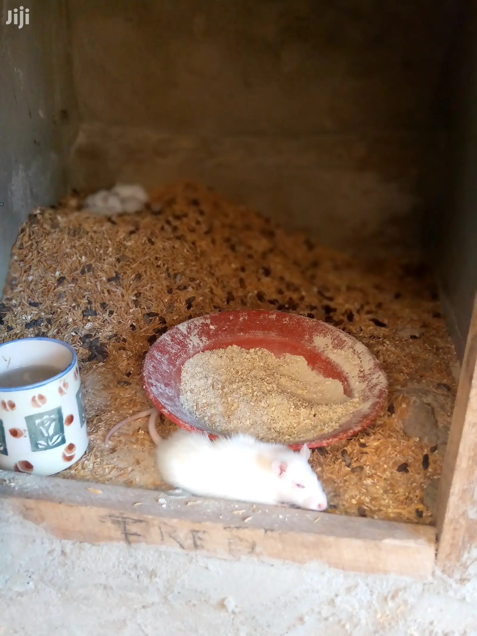 Rats Available