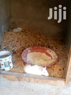 Rats Available
