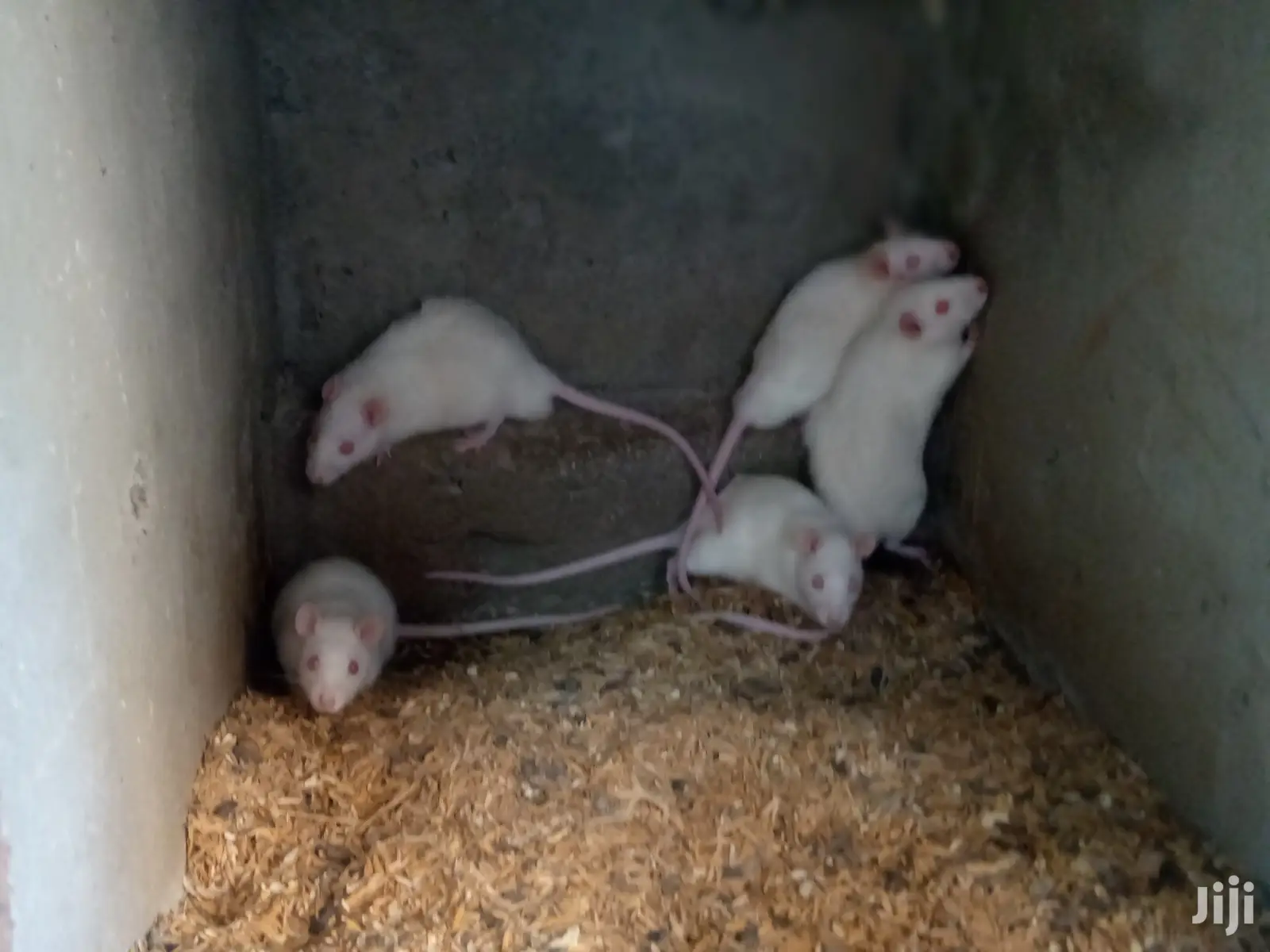 Rats Available